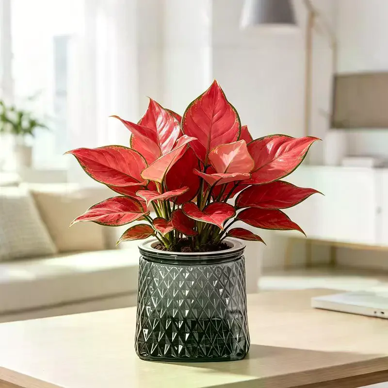 Transparent Self Watering Flower Pot Mini Desktop Plant Fish Tank Vase