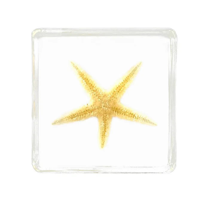 Conch Shrimp Seashell Insect Specimen, Insect Specimens: a Glimpse into Nature's Wonders
