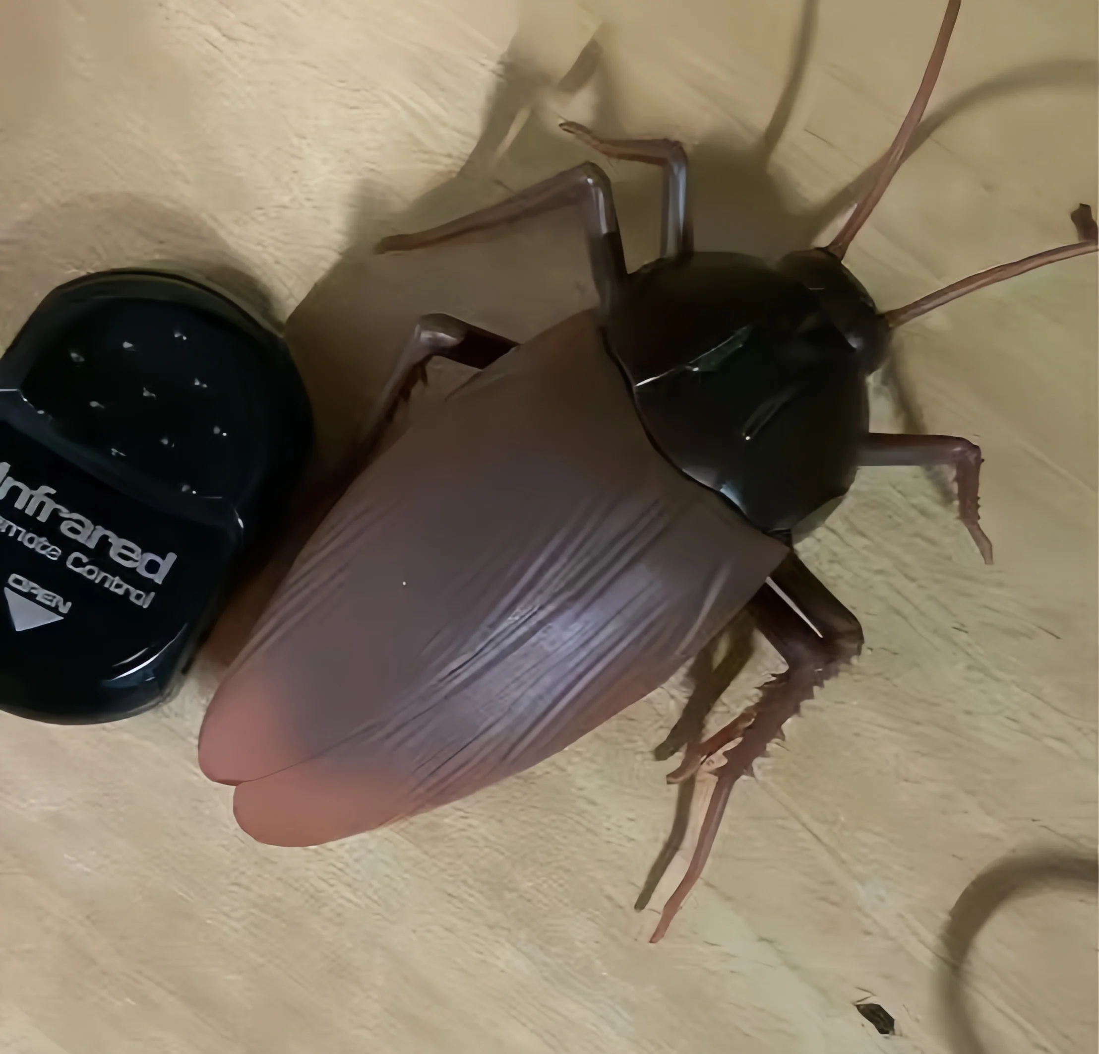 Funny Joke Toy Remote Control Animal LED Light RC Insects Ant Cockroach Spider Electronic Pet Robot Model Prank Trick Toy gift
