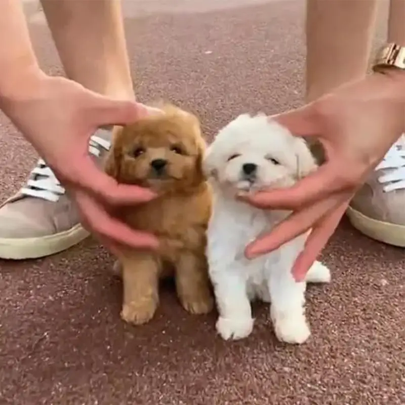 Juguete de simulación electrónica para perros, muñeco de peluche interactivo para caminar, juguetes vibratorios, movimiento automático, cachorro eléctrico, regalo para chico