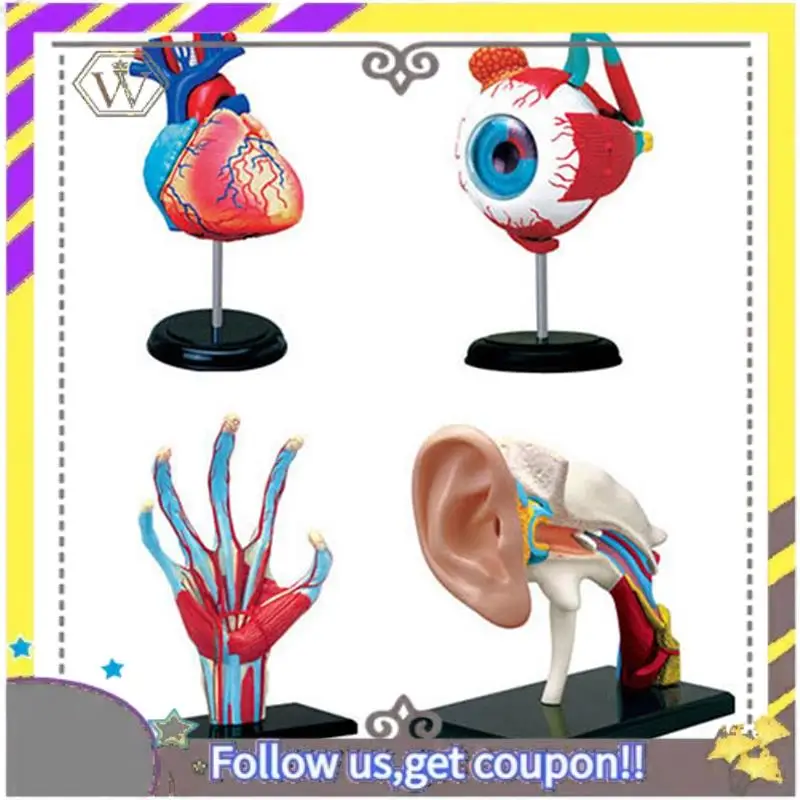 

New -Torso Human Body Model Removable Parts Education Organs Model For Teaching Study Class Students