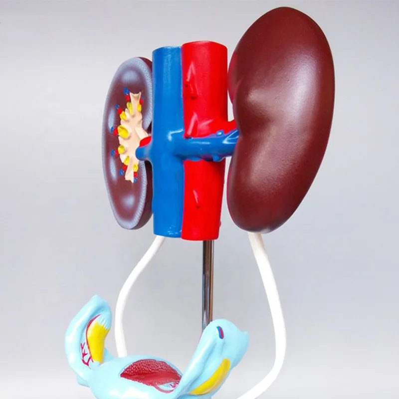 Biological Model Teaching Aids Material and Anatomical Anatomical Female Vagina Female Urogenital System Model