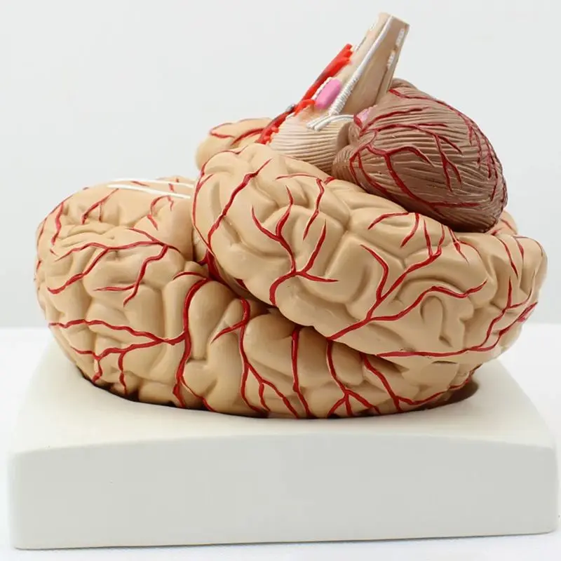 1: 1 Life Size Human Anatomical Brain Pro Dissection Organ Teaching Model, Anatomically Accurate Brain Model for Study Display