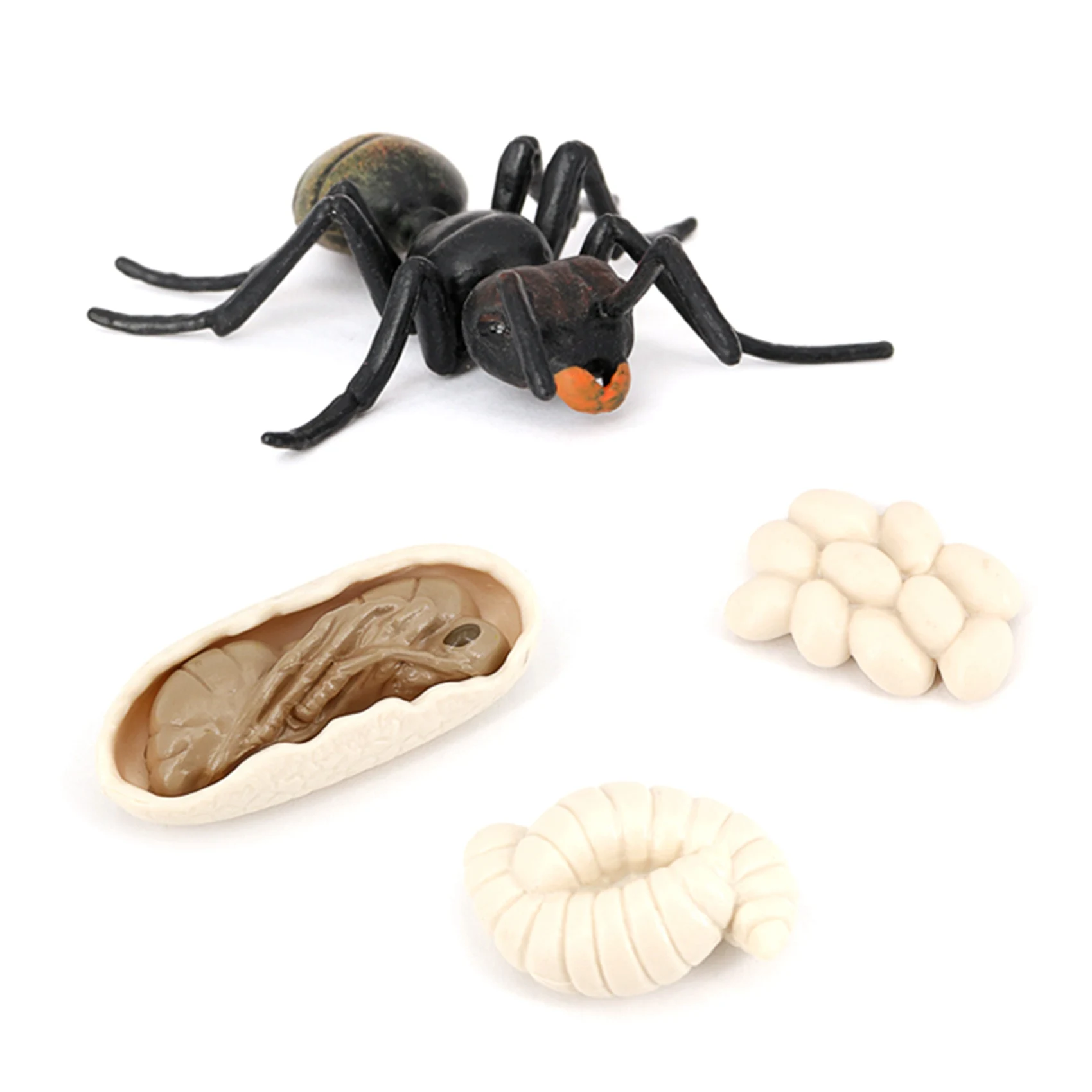 Simulation Ants Animal Life Cycle Insect Growth Cycle Model Life Action Figures Educational Kids Toys Black Ants