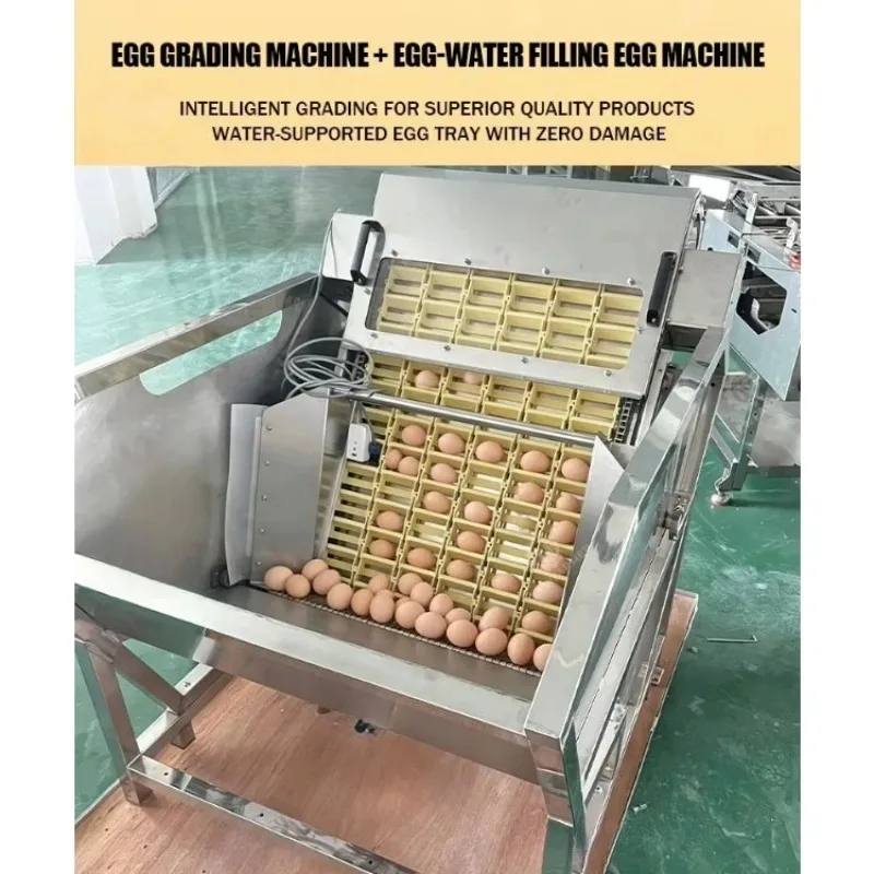 Commercial Egg Sorting Machine Automatic Egg Grading and Packing System