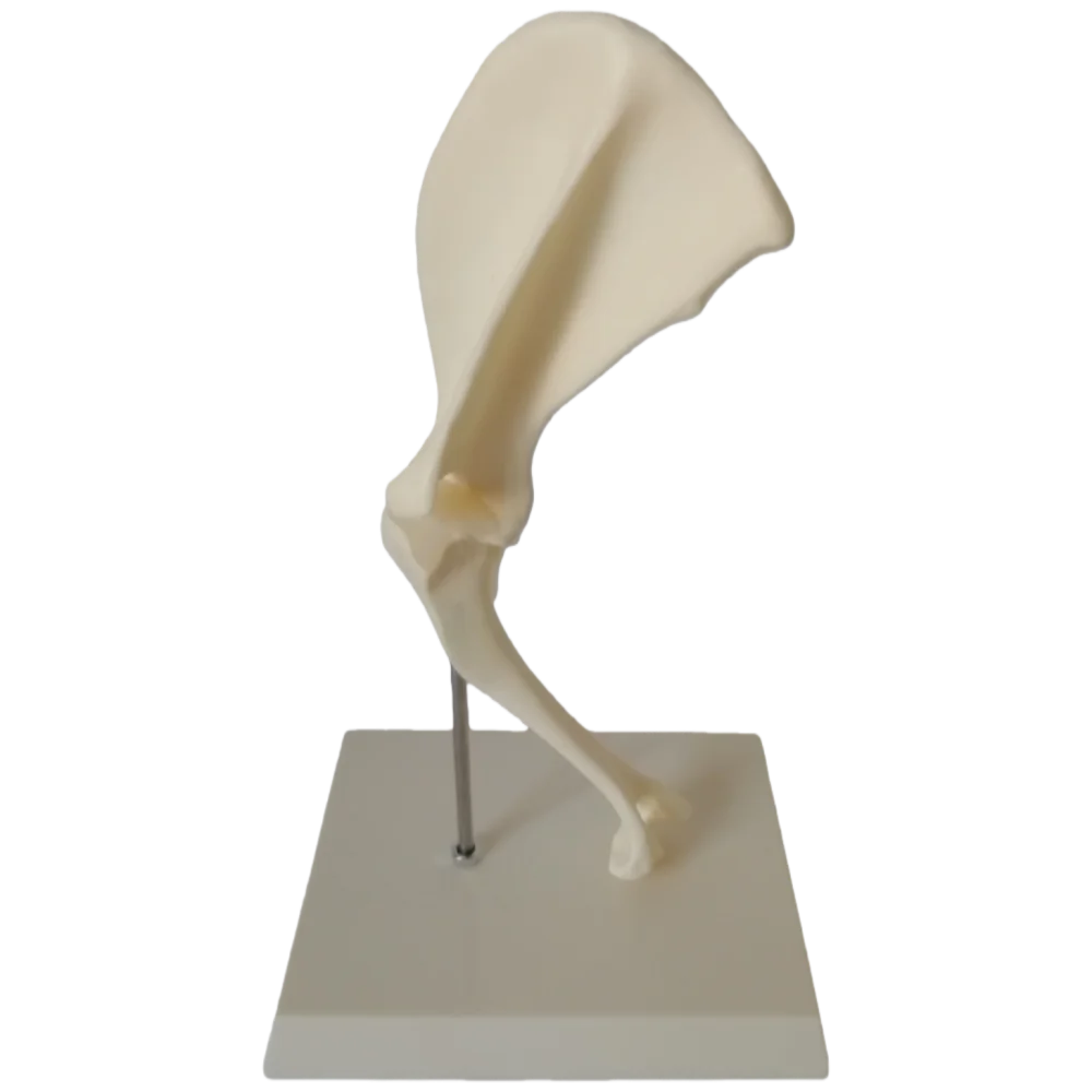 Animal Canine Shoulder Joint Models for Veterinary Animal Teaching