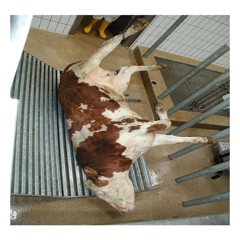 Cow Slaughter Line Abattoir Machinery for Complete Production Cattle Bovine Slaughterhouse Equipment for Sale Silver Provided
