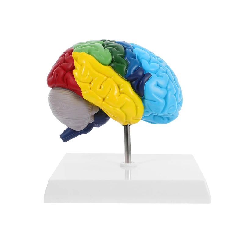 Colorful Half Brain Anatomy Model Anatomical Human Brain Model Medical Teaching Tool