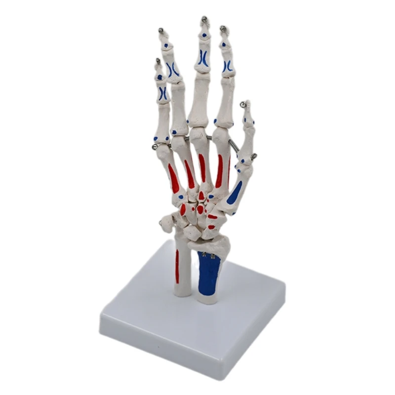 Hand Skeleton Model with Wrist Ulnaand Radius Life Size Skeletal Hand Model Medicals Model Hand Joint Model for School