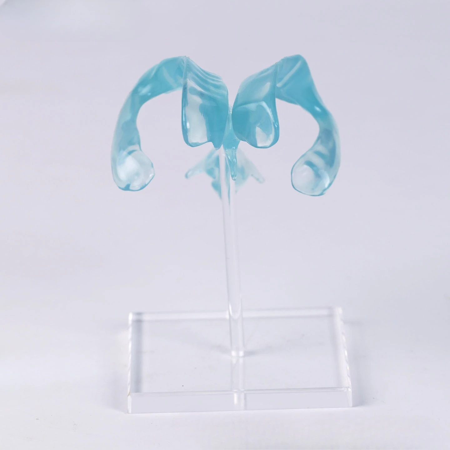 Medical transparent ventricle model with acrylic base