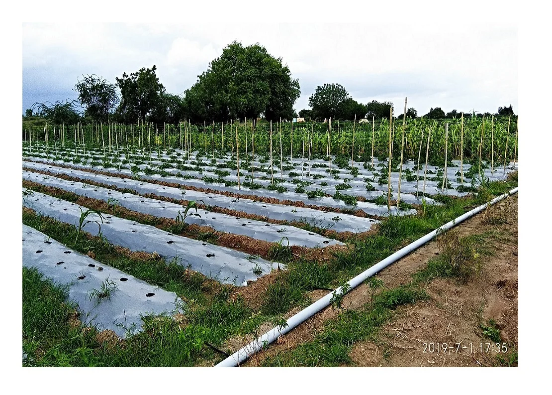 2025 농업용 LLDPE 멀칭 필름 지표 피복 시트 20/30/50μm