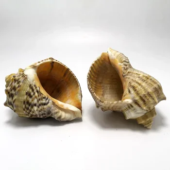 천연 소라 쉘 붉은 주름 바위 달팽이 붉은 매화 롤, 조개 소라게 교체 쉘 수족관 어항 장식