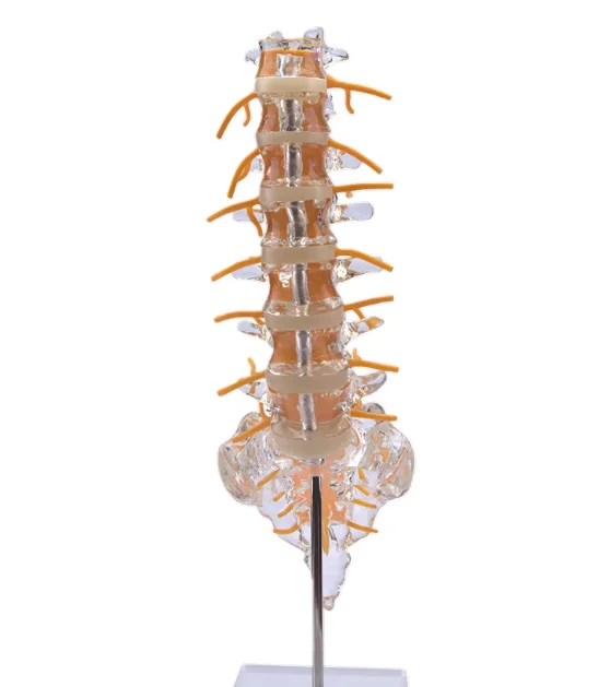 Transparent Lumbar spine model with Tailbone Intervertebral disc Spinal nerve Sacrum Tail vertebra Orthopedic 3D teaching