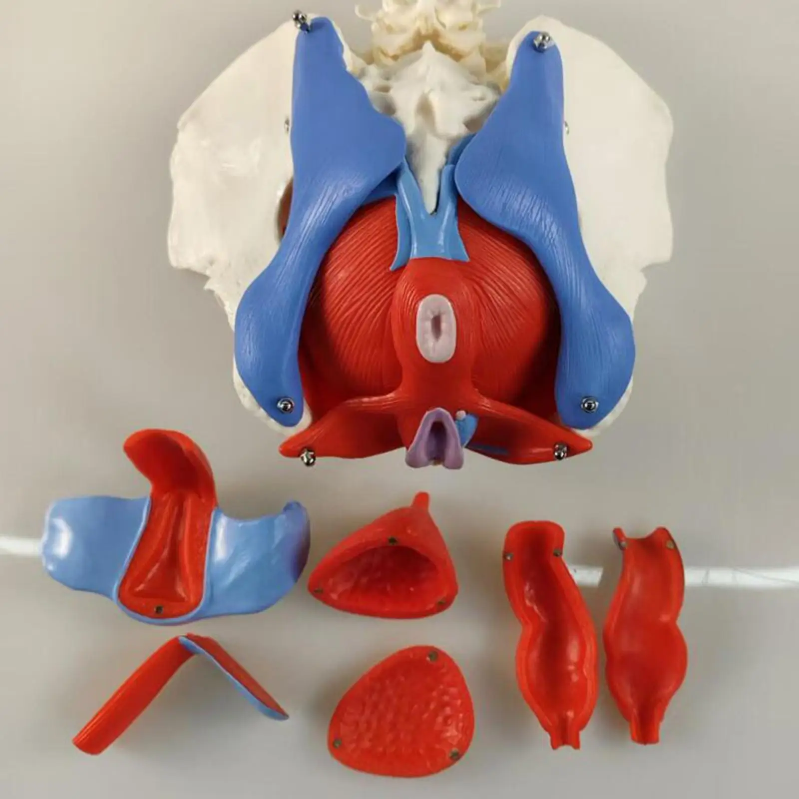 أنثى الحوض الطابق العضلات نموذج التدريس المعونة العلوم التعليم أمراض النساء براءات الاختراع الاتصالات القابلة في تدريس التوليد