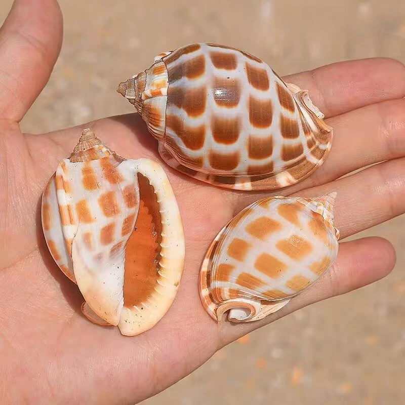 Natural Rare Shell Conch Chessboard Snail Hermit Crab Replacement Fish Tank Landscaping Decorative Ornament Collection Specimens