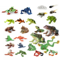 Realistic Amphibians Frogs Life Cycle Figures Rainforest TreeFrog Bullfrog Animals Model Decoration Collection Party Favors Toys