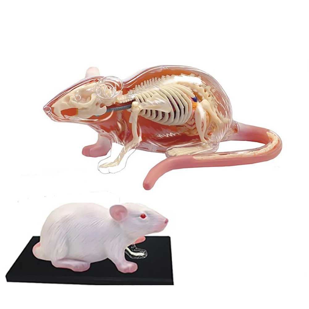 

4D MASTER White Mouse Anatomy Model Detachable Internal Structures Medical Training Science Education Practical Educational Tool