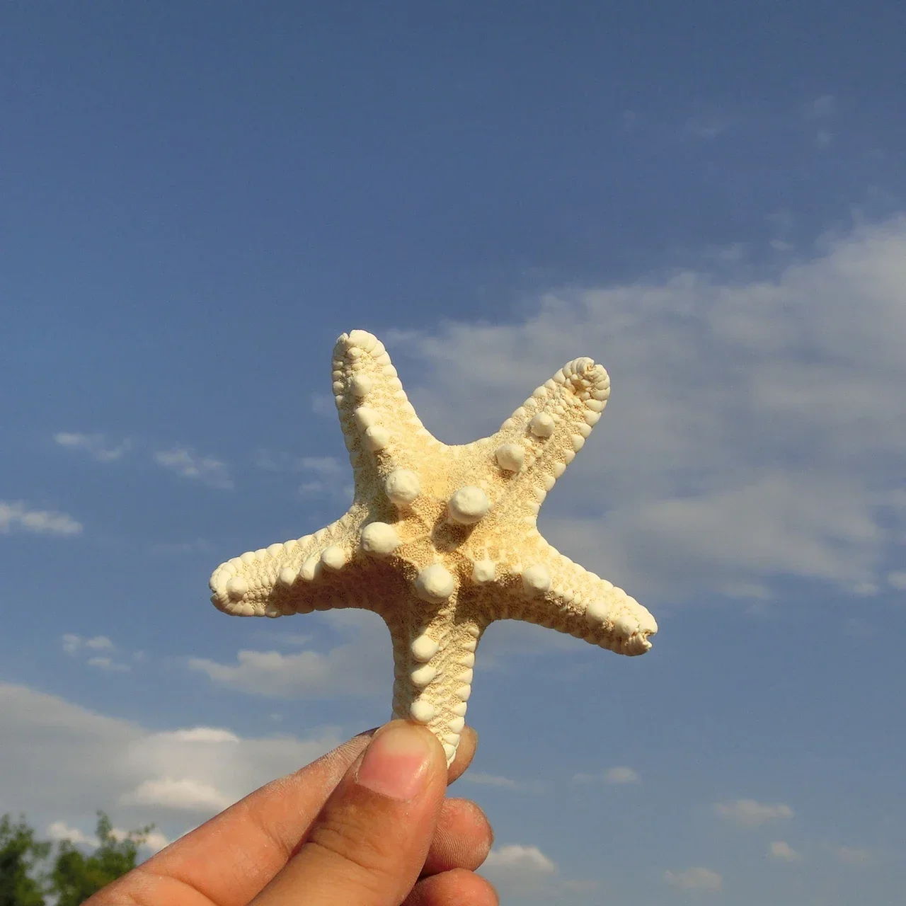 Natural Starfish Big Semi -snail Shell Mini Little Star Handmade Handmade