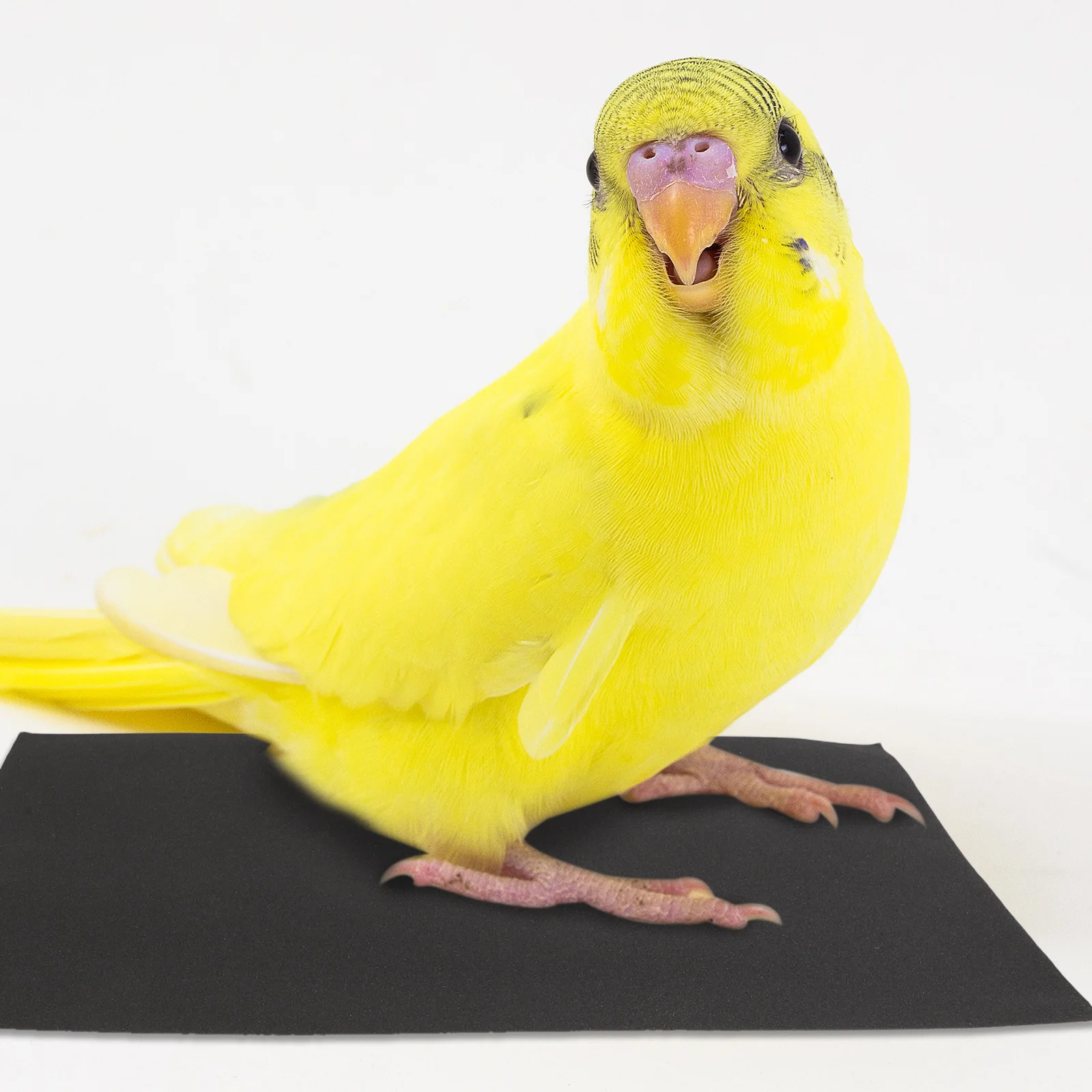 

10pcs Bird Sandpaper Grit Replacement Sandpaper Gravel for Metal Cage Beak Trim Perch Covers Sheets Replacement