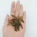 10pcs ST001 LANDIAN