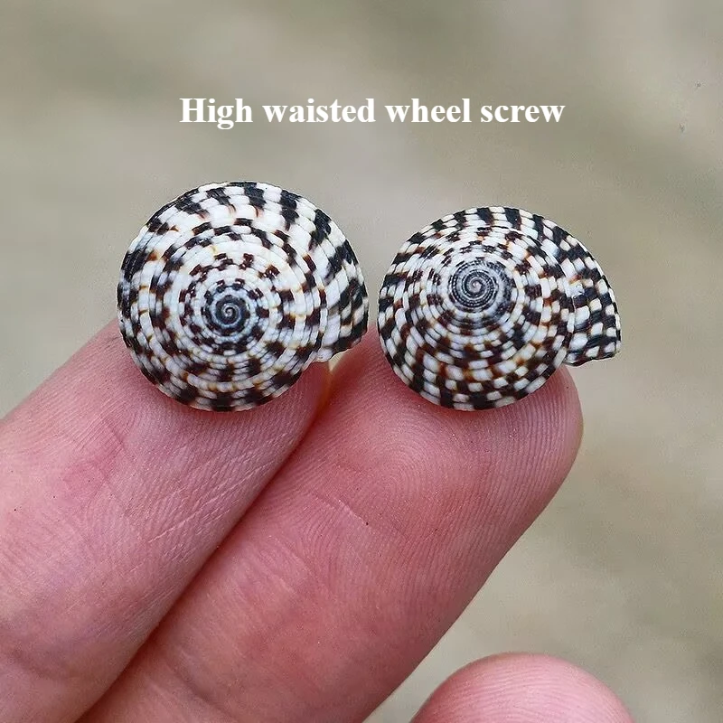 High Waist Wheel Snail Natural Small Conch Shell Rare Specimen Collection Fish Tank Landscaping Mini Hermit Crab Replacement