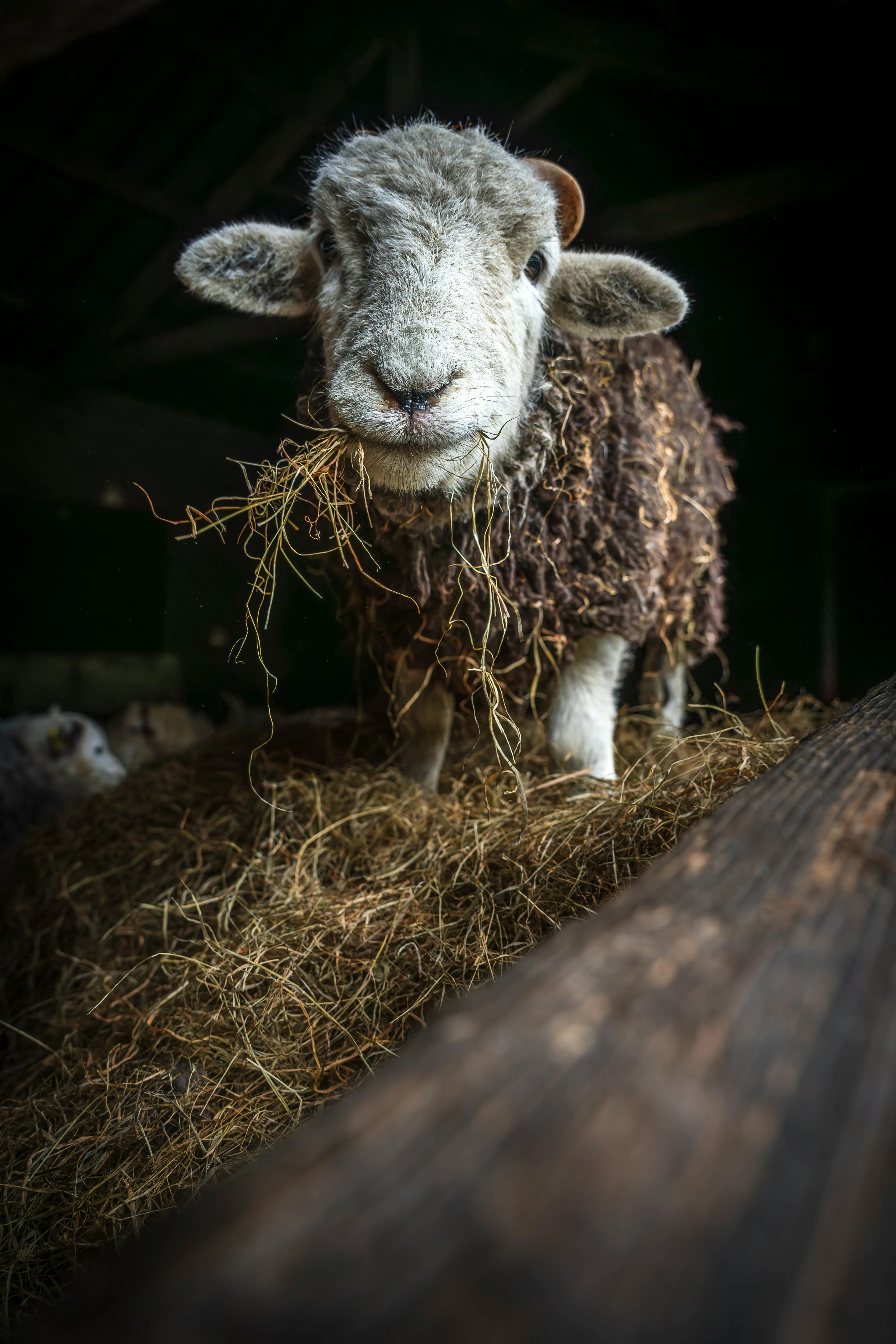 

295050-1590 23670-E0590 Common Rail Fuel Injector Repair Kit Nozzle Tip G3S79 293400-0790 Valve Orifice Plate 509# for DENSO