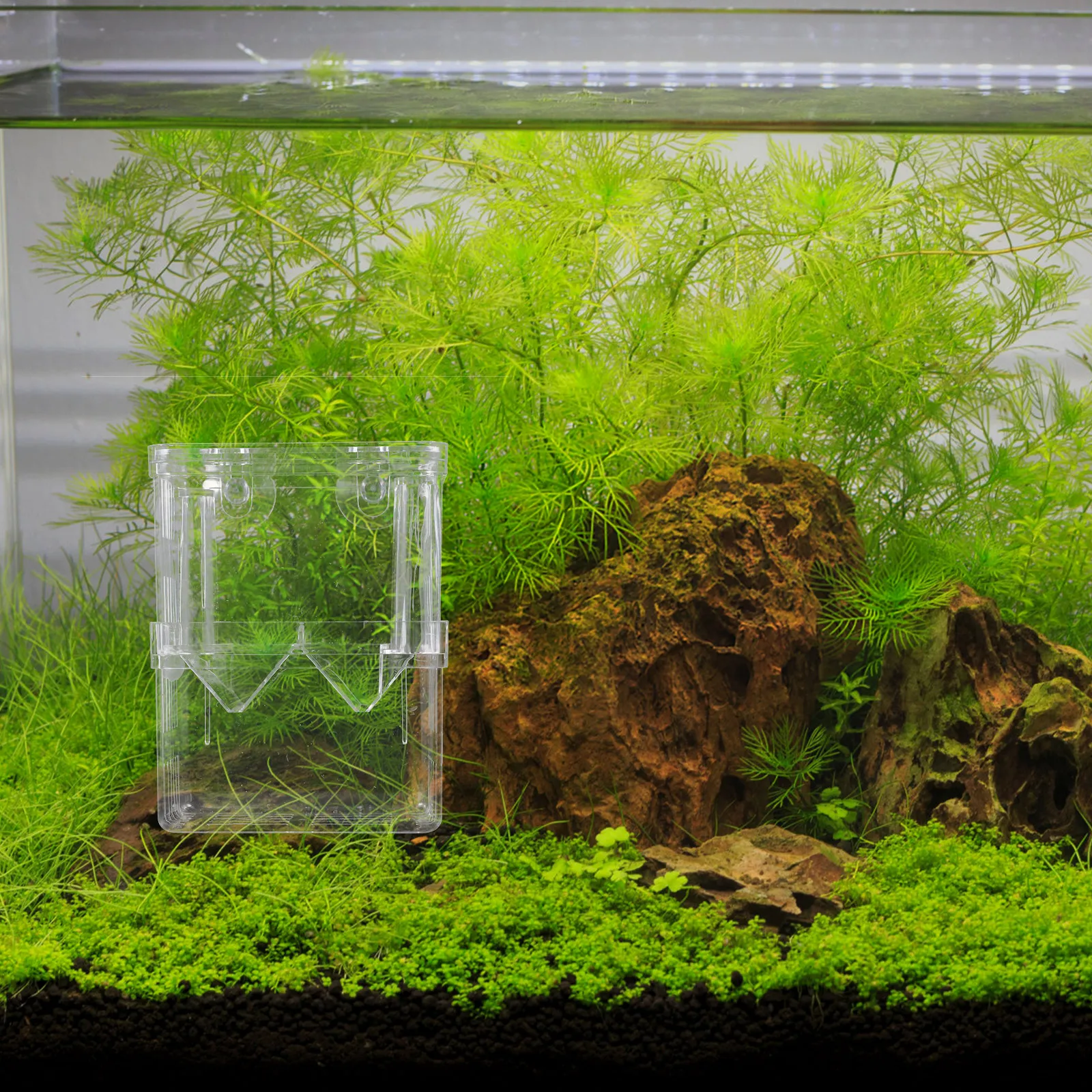 

2Pcs Fish Breeding Box Aquarium Isolation Container Suction Cup Separation Holder for Breeding Injured Small Fish Shrimp