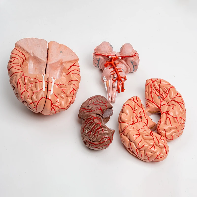 

Human brain anatomy model, brain functional region color structure assembly popular science model