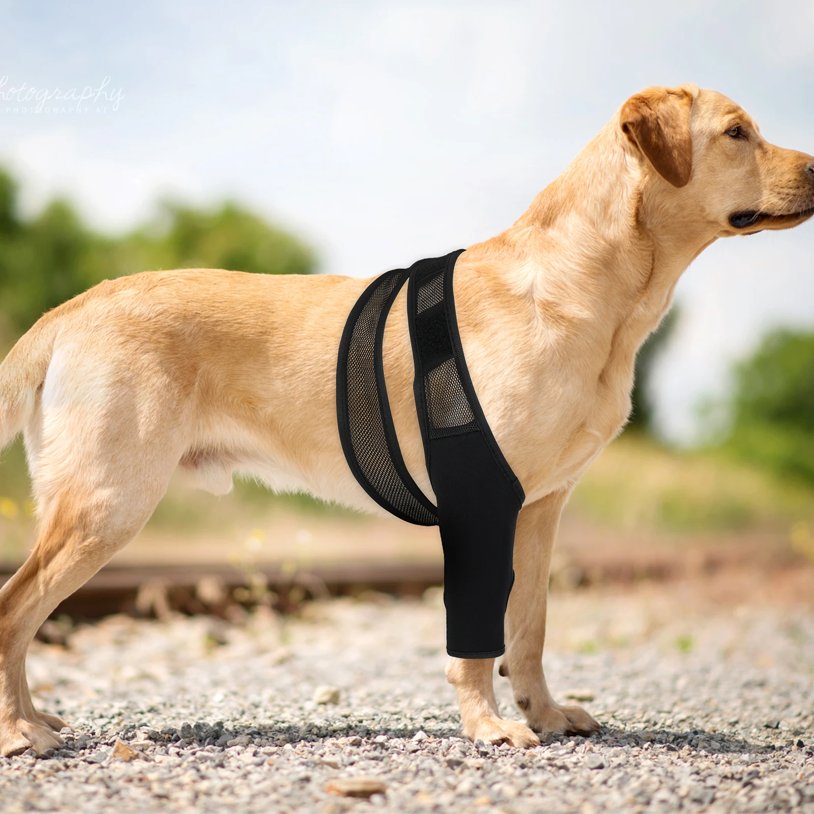 

Dog Knee Brace Pet Leg Support For Injured Senior Dogs Adjustable Neoprene Bandage Recovery Support Dog Leg Brace Pet