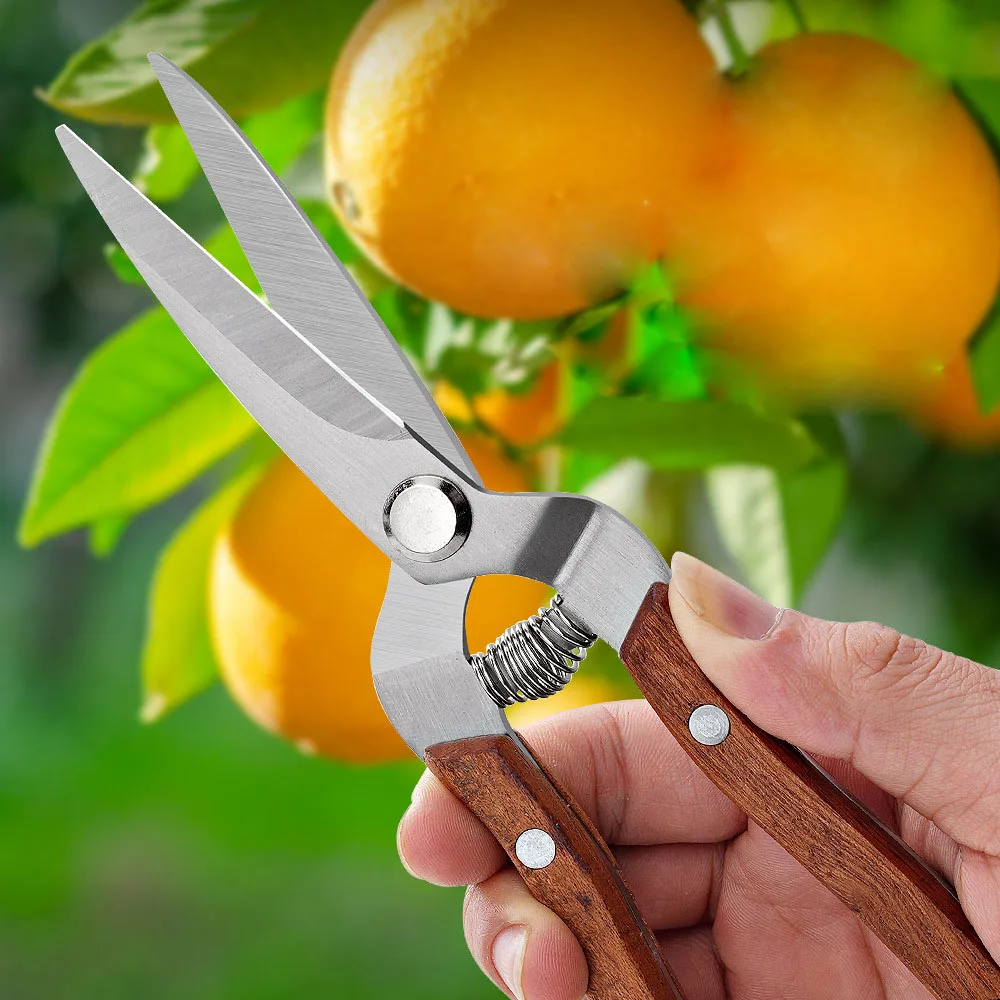 19 Cm Straight-Blade Solid Wood Garden Pruning Shears – Manganese Steel Fruit-Picking & Grafting Scissors with Non-Slip Handle