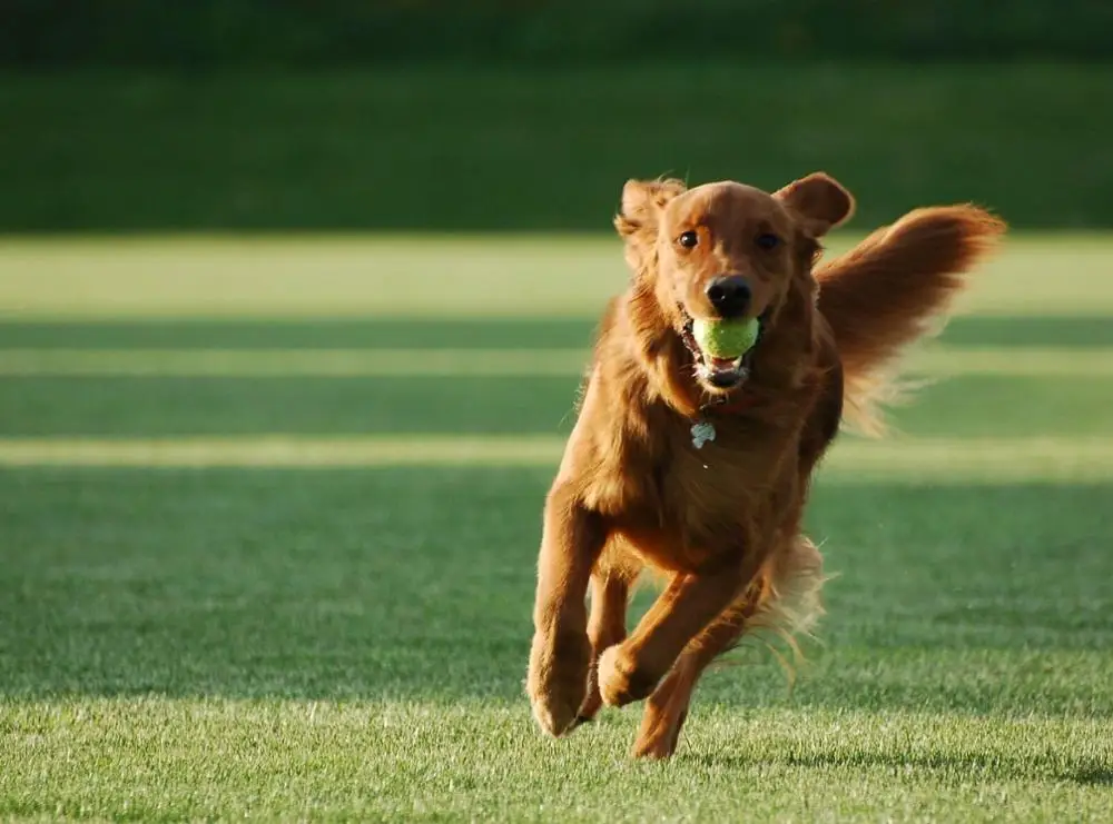 

dog running and playing with a ball wall affiche Art print Silk poster Home Wall Decor