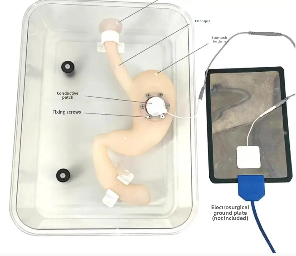 Gastroscopy Training Stomach Model, Endoscopic Submucosal Dissection ESD Simulation Model, ERCP Training Phantom