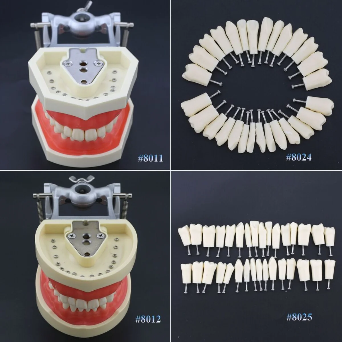 Dental Practice Typodont Teeth Model Removable Teeth 28 32pcs Kilgore Nissin 200