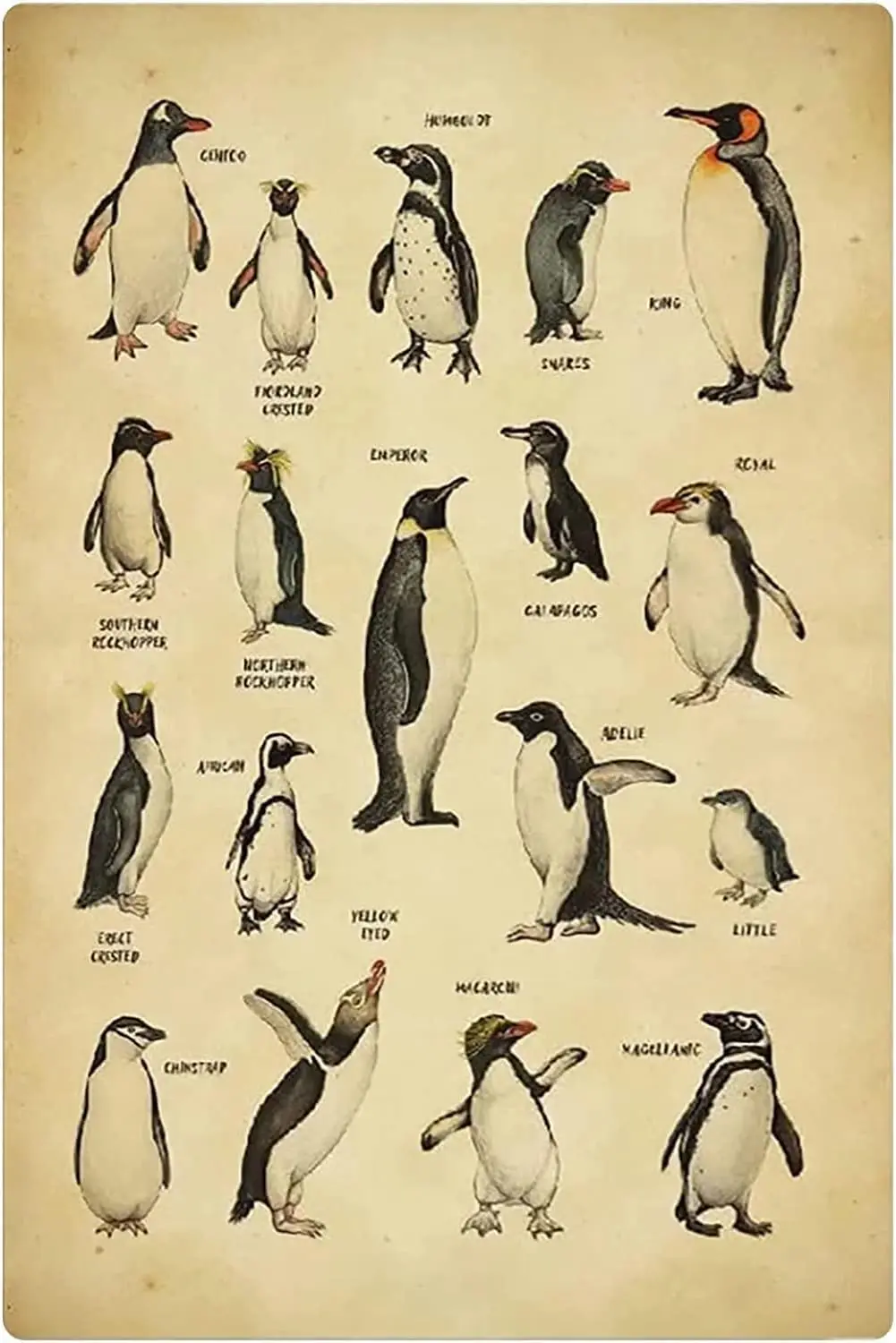LALLRI-letreros de Metal de razas de pingüino, decoración de pared, tipos de pingüinos, conocimiento, póster de aluminio, oficina, ciencia, hogar, granja, Club, zoológico
