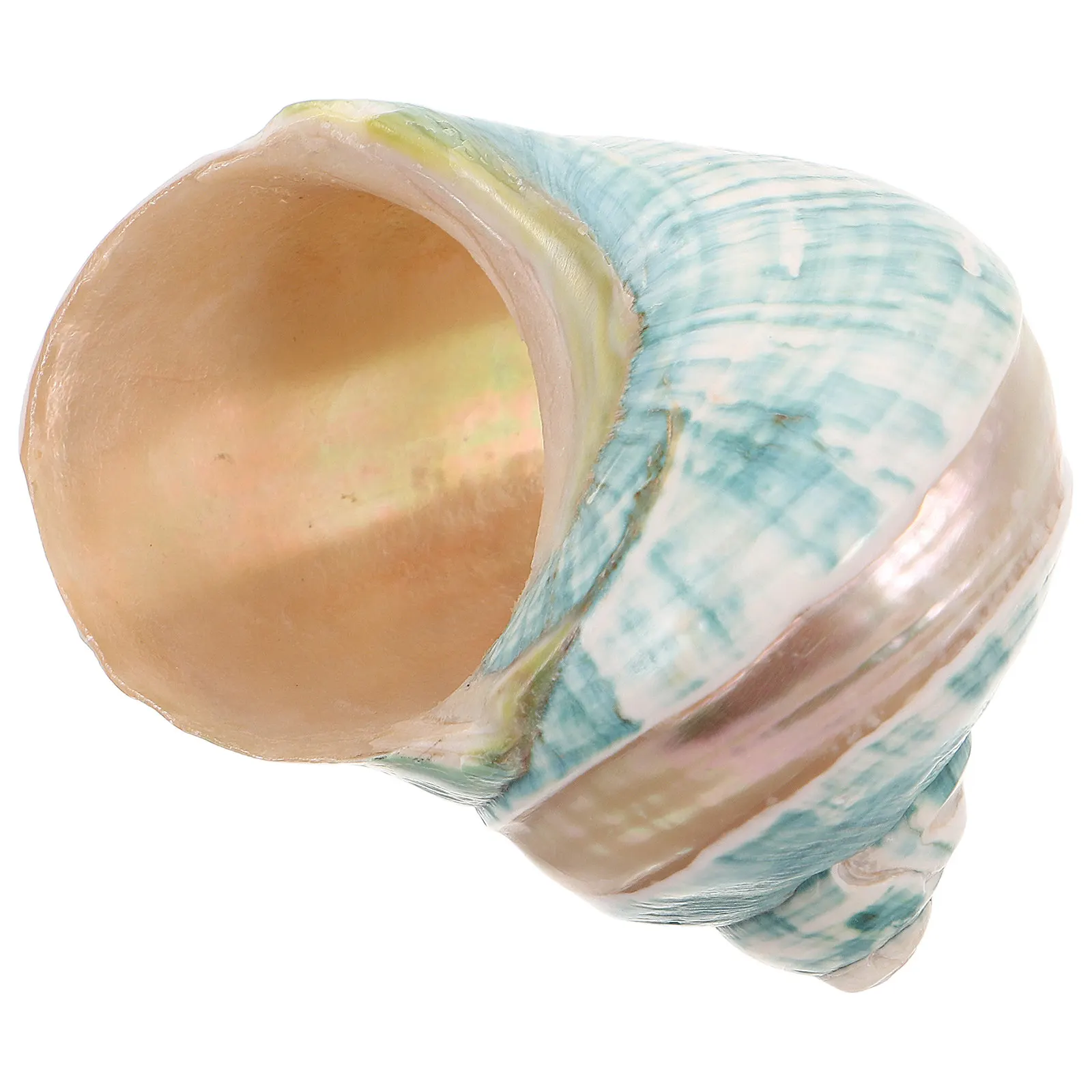 

Коллекция натуральных морских ракушек и раковин для декора аквариума, пляжного интерьера и обучения