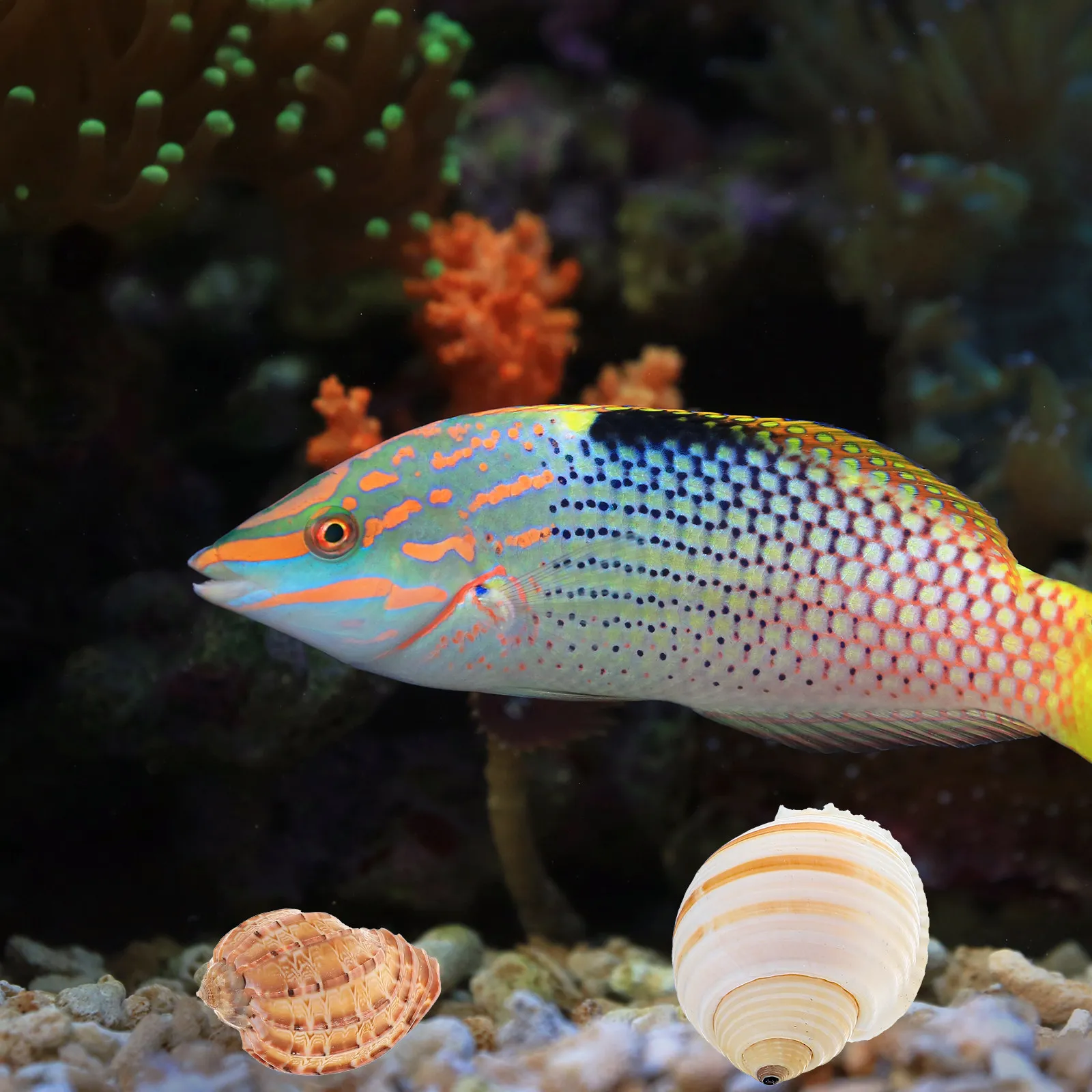 

12Pcs Natural Seashell Conch Decoration Fish Tank Ornament Aquarium Landscaping Underwater Aquarium Natural Shell Decor