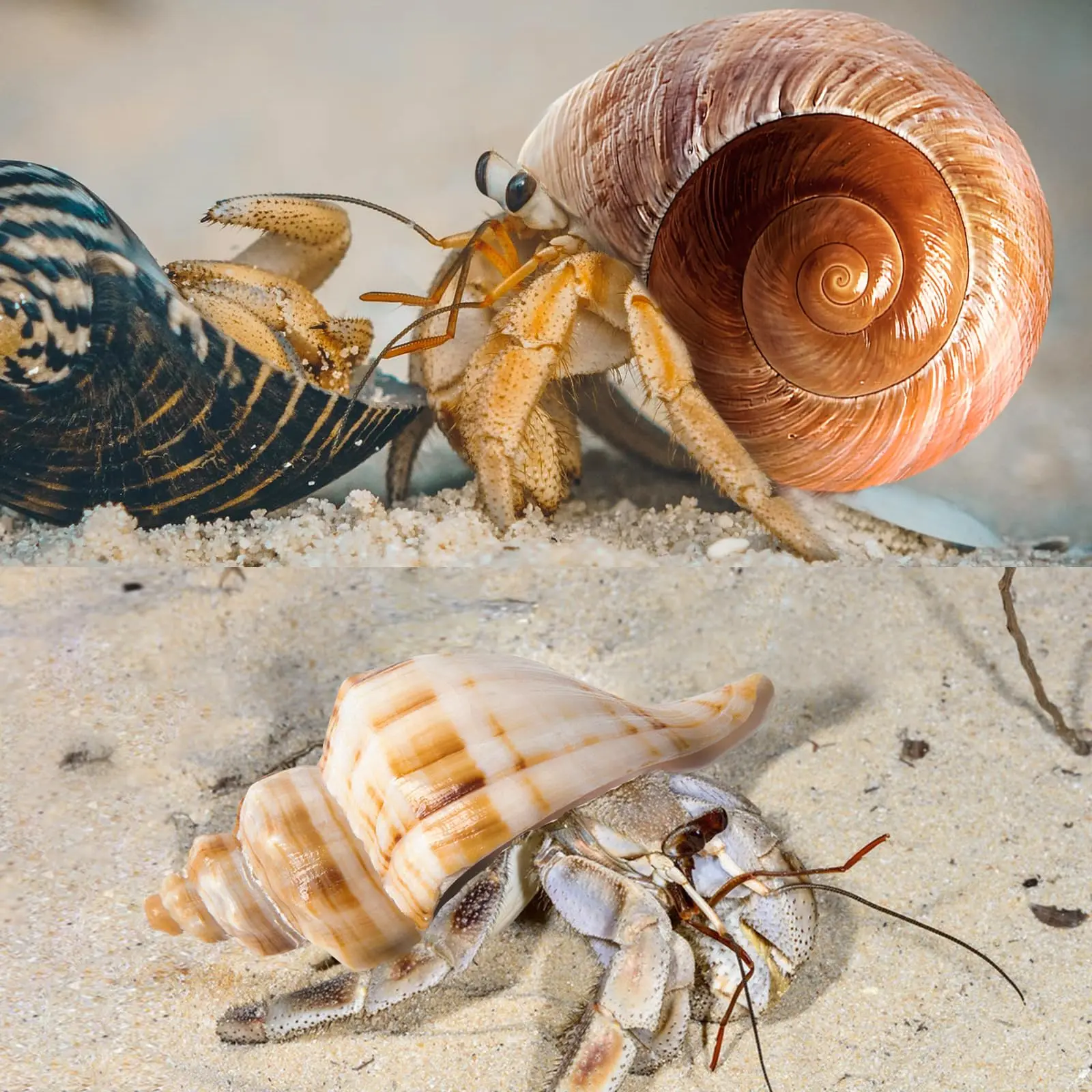 5 قطع من قذائف السلطعون الناسك الكبيرة، محارة البحر الطبيعية لمستلزمات سرطان البحر الناسك وخزان الأسماك لتزيين الشاطئ