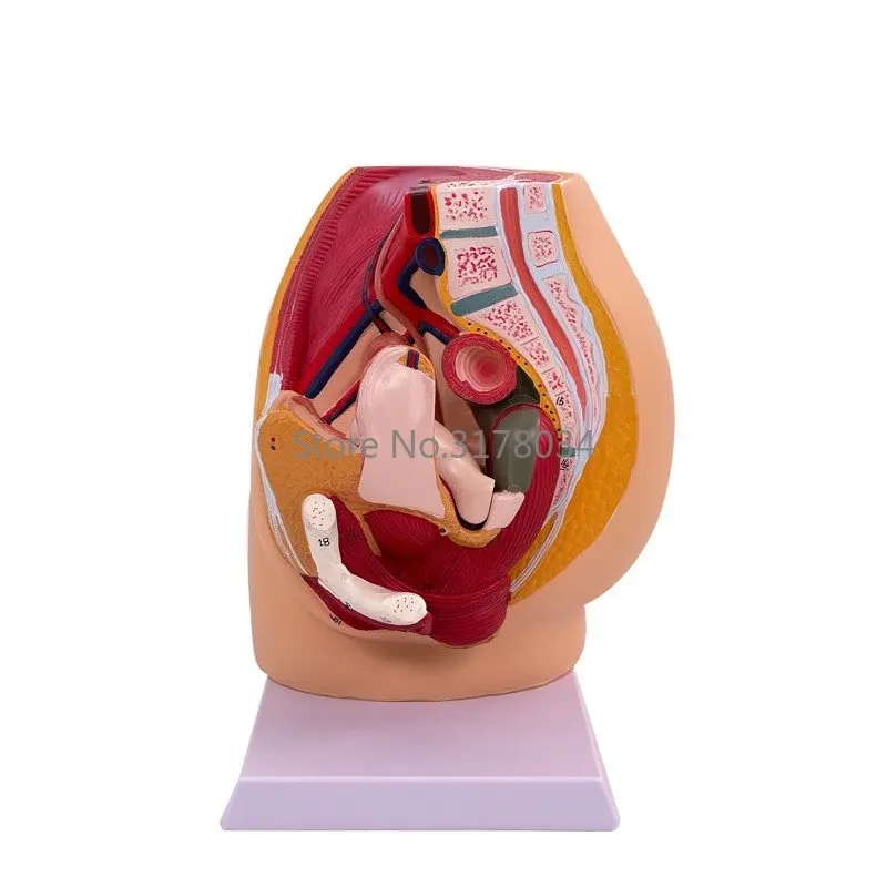 Human Anatomy Model Female Pelvic Cavity Sagittal Anatomical System for Medical Obstetrics Gynecology Demonstration Teaching