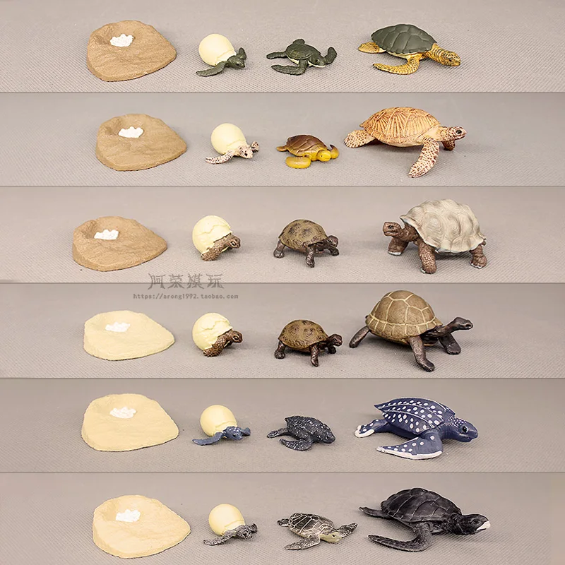 المعرفية التدريس المعونة الزواحف نموذج السلاحف السلحفاة عمل أرقام السلاحف البيض دورة النمو مصغرة حلية الملحقات #1