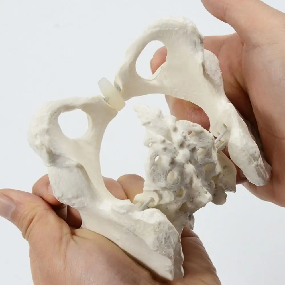 1:2 Size Pelvis Mini Pelvis Model Movable Femur Heads Flexible Hip Bone Anatomical Model Educational Tool High Quality