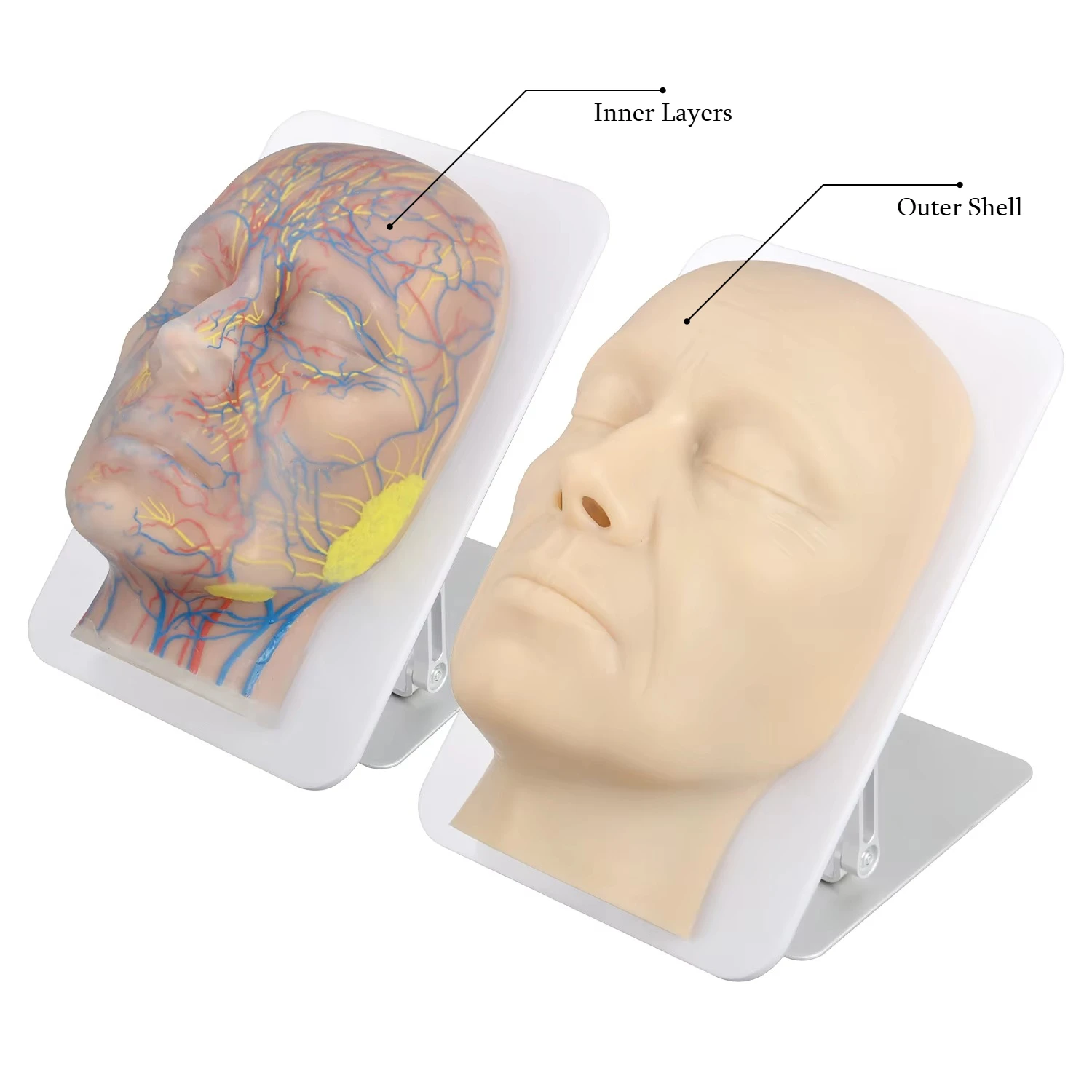 Two-Layers Silicone Facial Anatomy Simulation Model with Vessels & Nerves for Medical Science Education Aesthetics Training