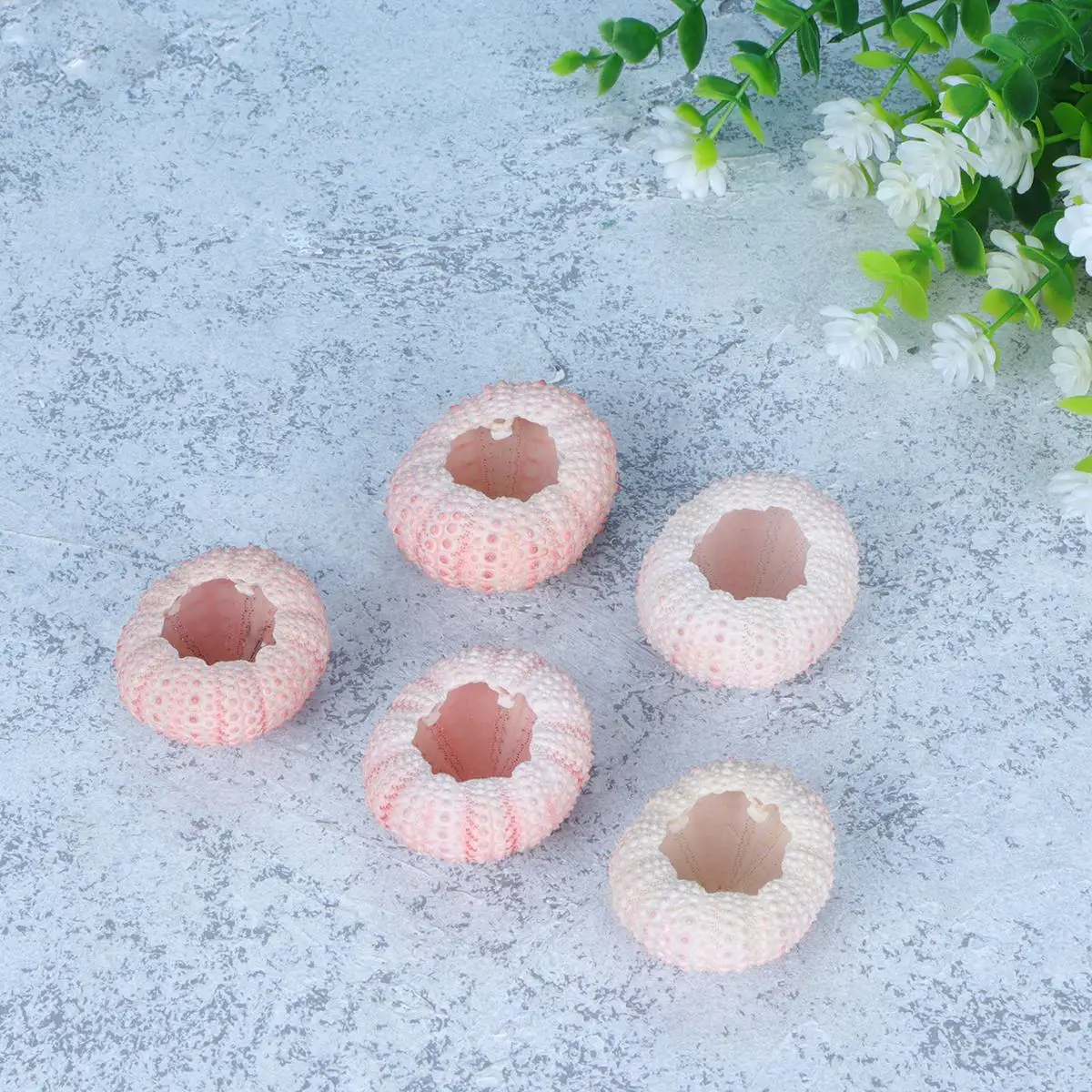 6 Pcs Sea ​​ Shell DIY Hand Craft Material Natural Planting Holder Tillandsia Plants Container Shells