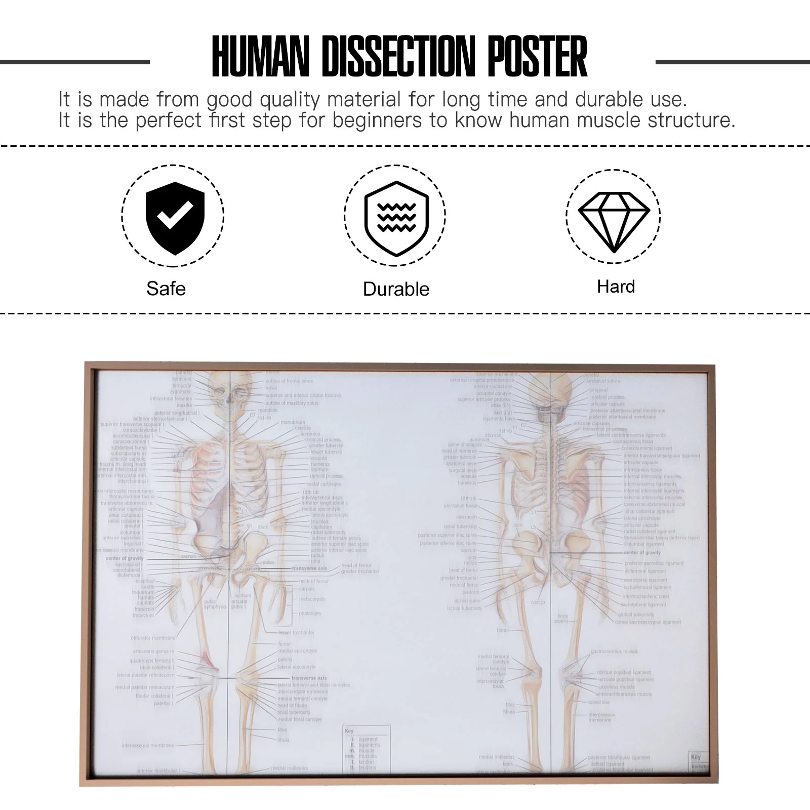 Plakat Anatomia Obraz Szkielet Nauczanie Dissekcji człowieka Figurka kości Schemat mięśni do malowania w szkole Mężczyzna