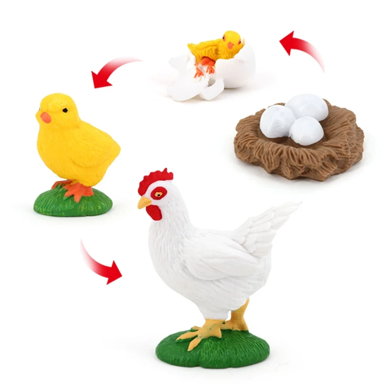 Figurines de poussin réalistes, modèle de subvention de la vie animale, jouets pour enfants, croissance de la vie animale, 4 pièces