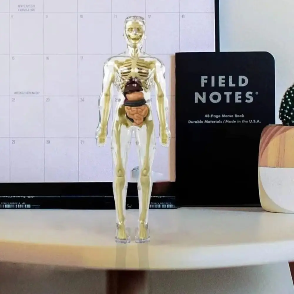 Plastics 3d Human Torso Model Transparent DIY Mannequin Science Cognitive Puzzle Toy Education Toys Construction