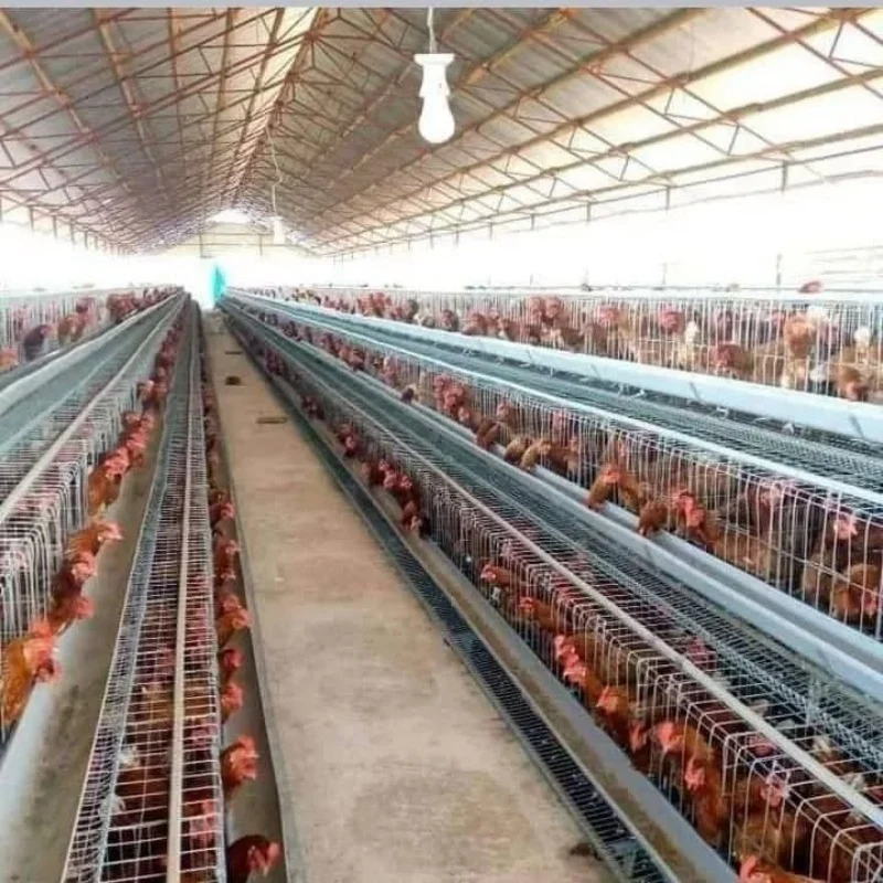 Offre spéciale un Type de Cage à poulet à batterie bon marché fil galvanisé 3/4 niveaux couches Cages à poulet vente dans la ferme avicole du Zimbabwe