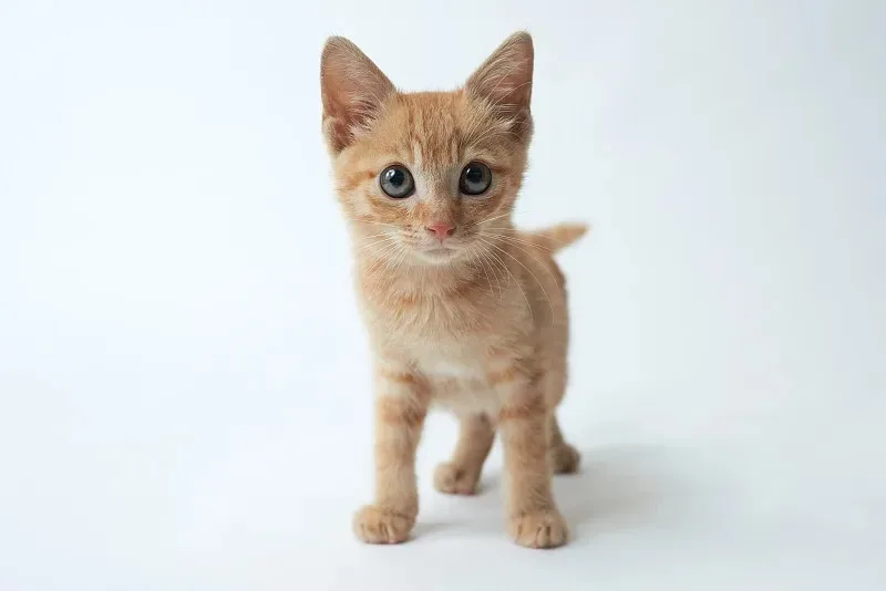 

Комплект алюминиевых дисков 1.3" с бедлок-системой и грязевых шин для радиоуправляемых краулеров 1/24 Ascent UDIRC UCX24 (тюнинг)