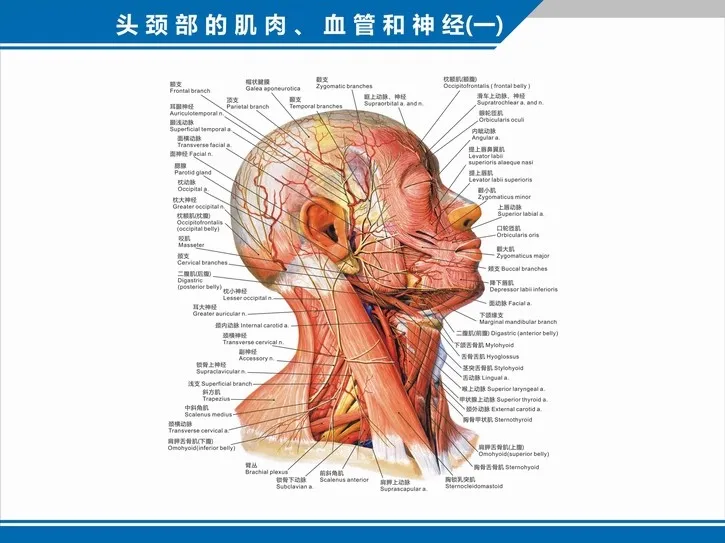 Anatomical Map of the distribution of muscles blood vessels nerves in the head and neck Chinese and English medical ster 50x70cm