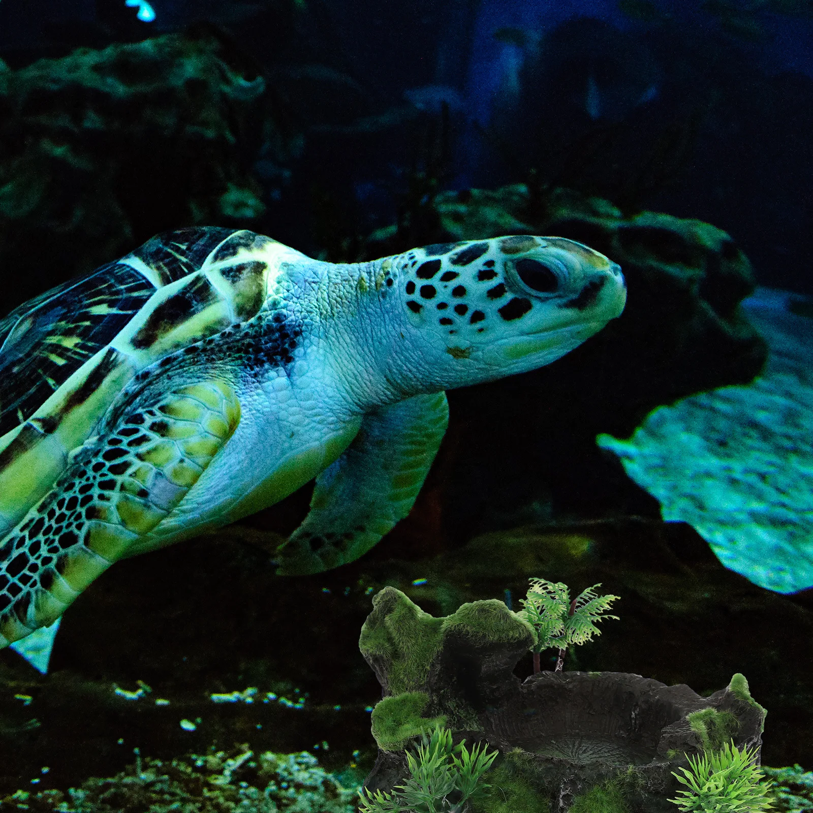 

Realistic Resin Reptile Feeding Bowl Natural Stone Design for Small Lizards Geckos Turtles Reptile Bowl Gecko Dish