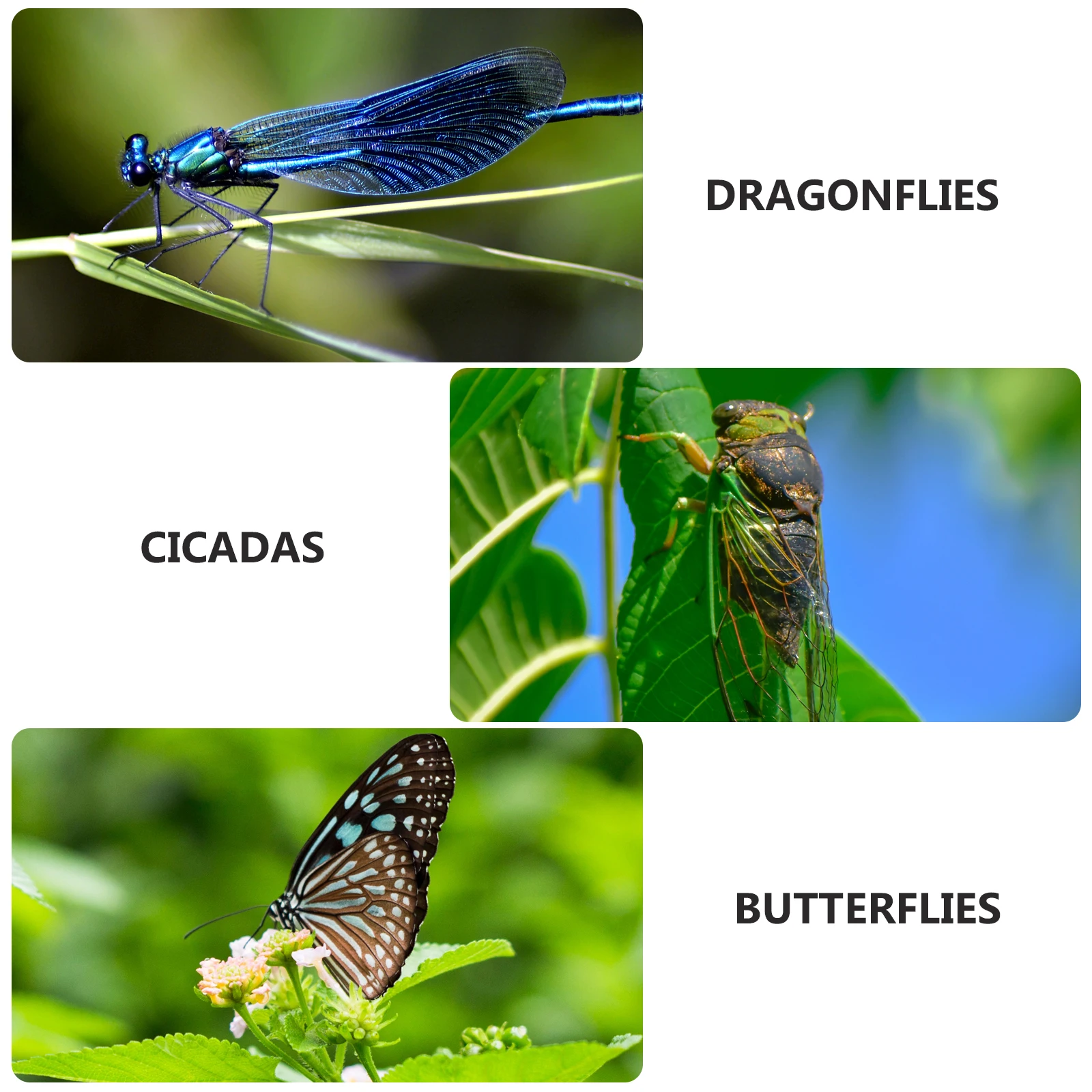 

4 Pcs Kids Insect Observation Box Transparent Outdoor Exploration Container for Camping Travel Biological Study Cases